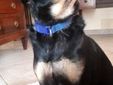 Il cane Aster morto a Perrero