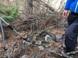 Il soccorso alla lupa