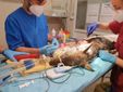 Il soccorso alla lupa