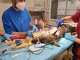 Il soccorso alla lupa