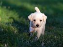 Cani e benessere: a Luserna San Giovanni un evento per la salute animale e la solidarietà Cani e benessere: a Luserna San Giovanni un evento per la salute animale e la solidarietà