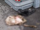 Agnello macellato ai cassonetti di Luserna San Giovanni
