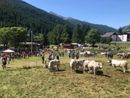 Pragelato è pronta per eleggere le nuove ‘Miss Mucca’ e ‘Miss Manza’