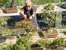 Nicola Scarafia con i suoi bonsai Nicola Scarafia con i suoi bonsai