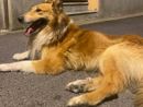 Smarrito un cane collie nella zona di Bibiana