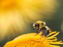 Foto di Dmitry Grigoriev - tramite Unsplash