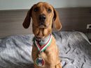 Il cagnolino Spillo Il cagnolino Spillo