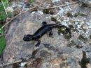 La salamandra di Lanza La salamandra di Lanza