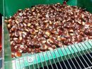 La stagione delle castagne è ‘troppo silenziosa’ in Val Pellice