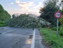 L’albero crollato sulla Provinciale 129