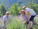 Marco Sollier e la sua famiglia nel campo di lavanda