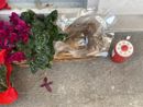 Vandali e incivili di nuovo protagonisti di furti al cimitero di Nichelino Vandali e incivili di nuovo protagonisti di furti al cimitero di Nichelino