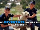 "Se non ti porto, non parto", patente sospesa fino a un anno per chi abbandona un animale in strada [VIDEO]