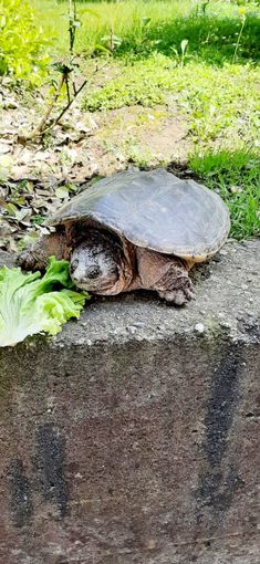 Tartaruga uccisa a sassate a Cumiana, animalisti sul piede di guerra (foto d'archivio) Tartaruga uccisa a sassate a Cumiana, animalisti sul piede di guerra (foto d'archivio)