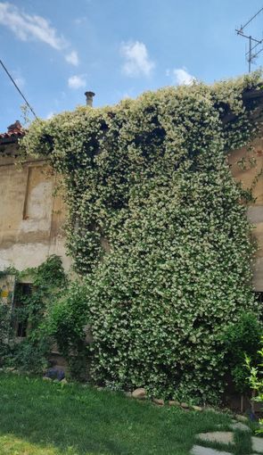 Una pianta rampicante di gelsomino