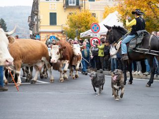 (Foto di Christian Bosio)