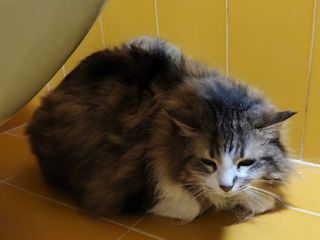 Uno dei gatti da adottare