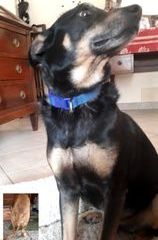 Il cane Aster morto a Perrero