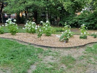 Alcuni esemplari dell’ortensieto in fioritura