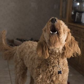 Amicizia uomo-cane: un legame indissolubile che dura da millenni