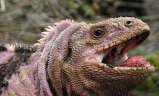 Ricerca, studio genomico ricostruisce l'evoluzione delle iguane delle Galápagos