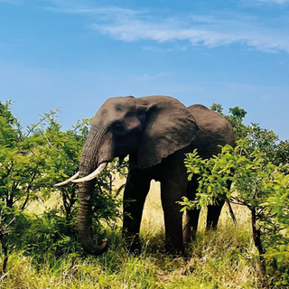 Kruger Park: il Sudafrica da vivere tutto in un fiato