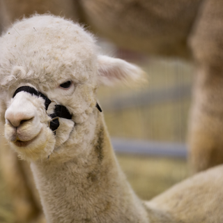 Petsfestival 2023 presenta l’international Llama &amp; Alpaca Show