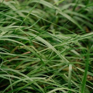 Pinasca: una nuova trincia per i volontari Aib