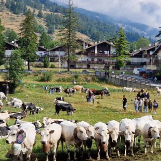 Due giorni per Miss Mucca e Miss Manza, elette tra gli applausi a Pragelato
