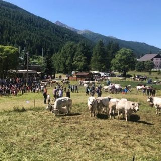 Pragelato è pronta per eleggere le nuove ‘Miss Mucca’ e ‘Miss Manza’