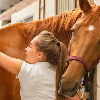 Benessere dei Cavalli: Routine Quotidiane e Attenzioni Indispensabili