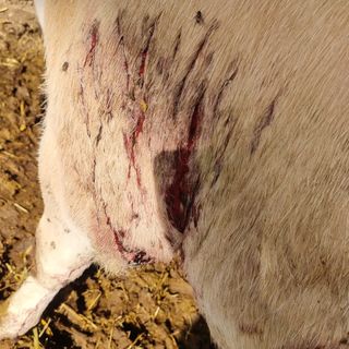 Lupi attaccano una mandria di mucche a Frossasco