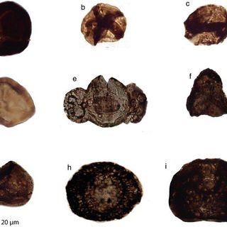 Tracce di fossili a livello del mantello terrestre: nelle valli del Pinerolese il primo caso al mondo