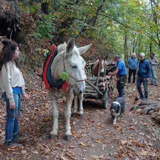 Mulattieri e muli in azione a Rorà