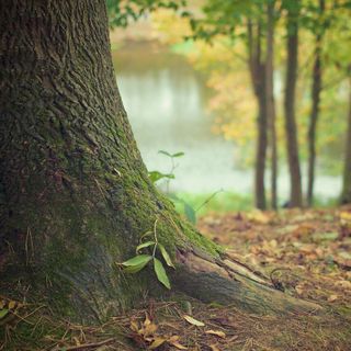 Pinerolo ricorda i suoi gemelli con quattro nuovi alberi