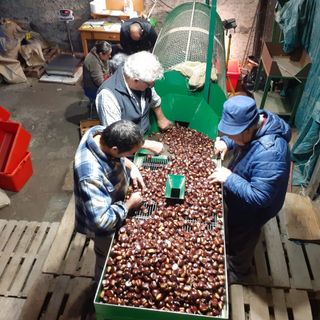 La cernita delle castagne