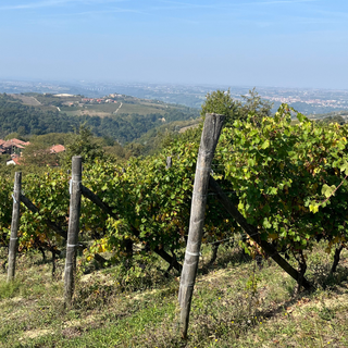 Vendemmia 2025: qualità in crescita tra DOC e DOCG piemontesi
