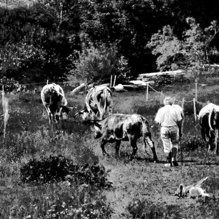 Franco Grill al pascolo con le mucche