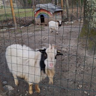 Erbetta (in secondo piano) con Gianbanto (davanti)