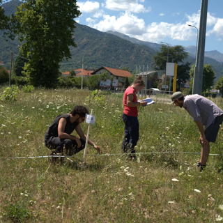 Un monitoraggio entomologico
