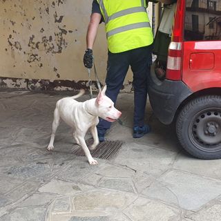 Il cane abbandonato