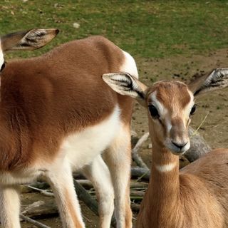Due piccole gazzelle di Mhorr vivono nella savana di Cumiana [VIDEO]