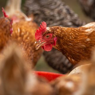 (Foto di repertorio)