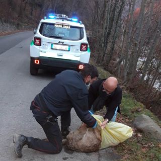 Lupo femmina investito Angrogna 22 dicembre 2020