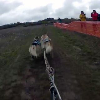 Europei bikejoring a due cani: il bibianese Vercellone si difende nel fango