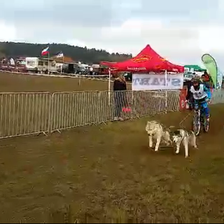 Il bibianese Vercellone quinto di categoria alla prima prova di bikejoring degli Europei