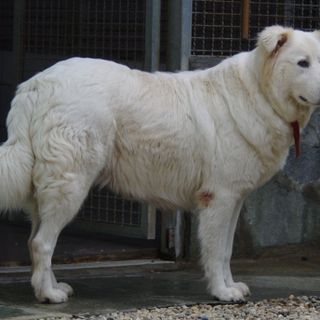 La maremmana Nebbia, ospitata nel Canile di Bibiana