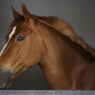 Pinerolo sale in sella per rilanciare la fiera di primavera