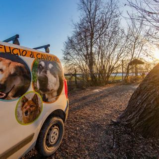 Carenza di vaccini e adozioni instabili: cambia il mondo per cani e gatti