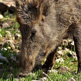 Canalis (Pd): “L’emergenza cinghiali continua a causa dell’inerzia della Giunta Cirio”